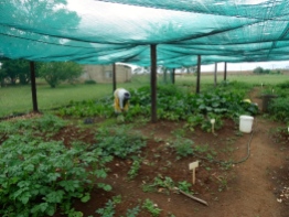 Vegetable garden at one of the community projects we visited